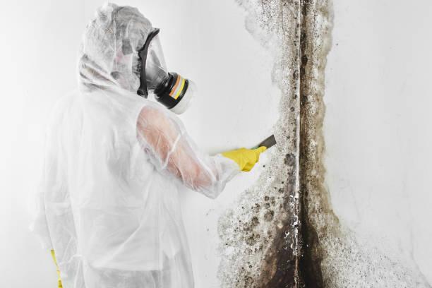 Best Mold Remediation  in Madison, IN
