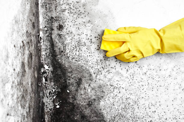 Best Mold Testing  in Madison, IN