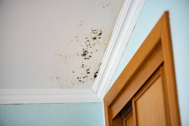 Best Black Mold Removal  in Madison, IN