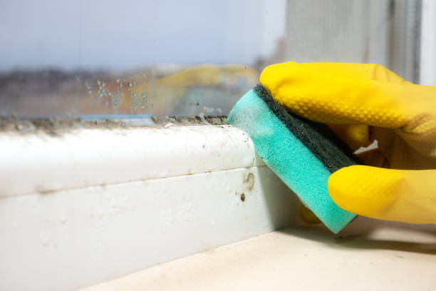 Best Attic Mold Removal  in Madison, IN