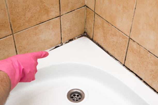 Crawl Space Mold Removal in Madison, IN